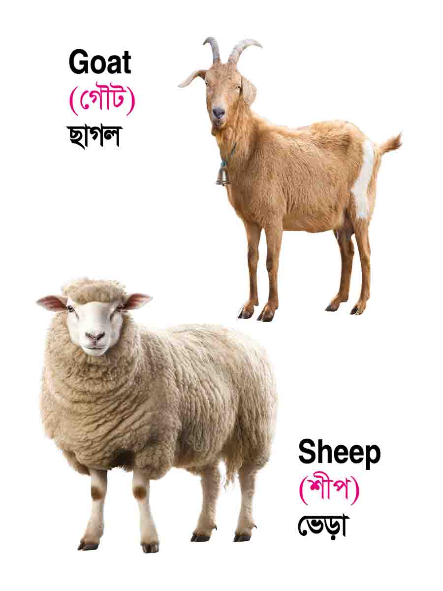৩৮টি বইয়ের জ্ঞানবাক্স preview
