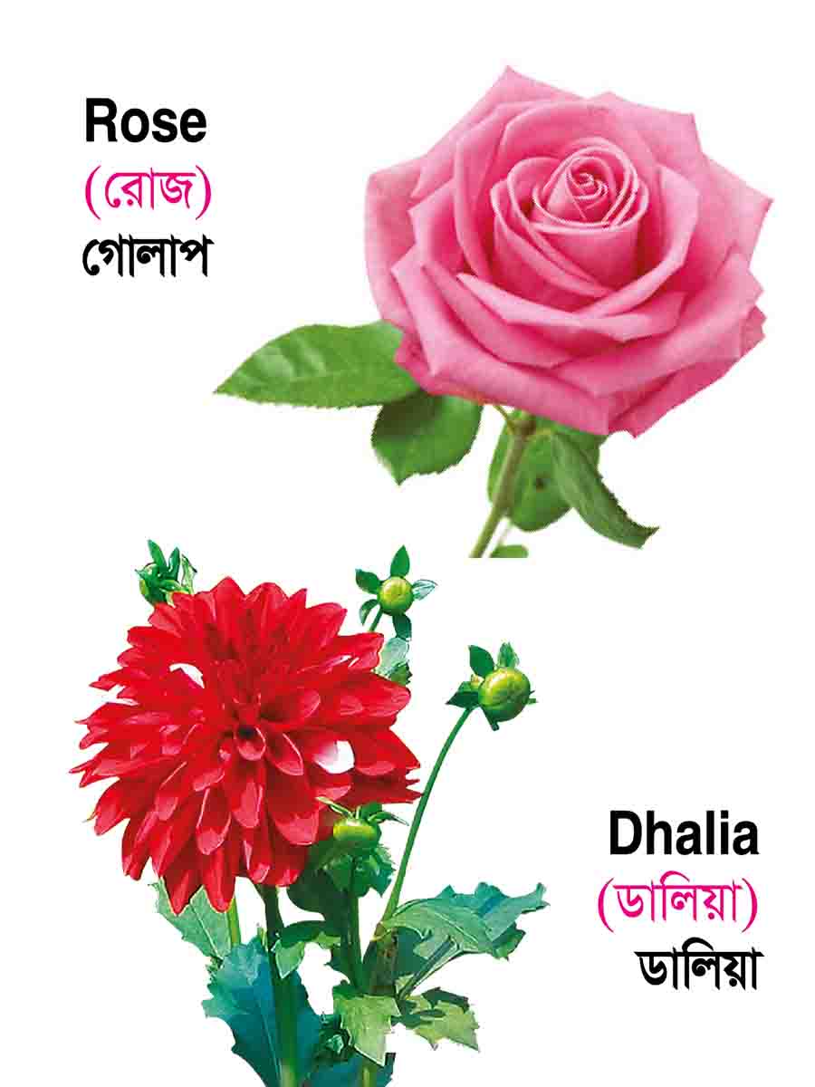 ৩৮টি বইয়ের জ্ঞানবাক্স preview
