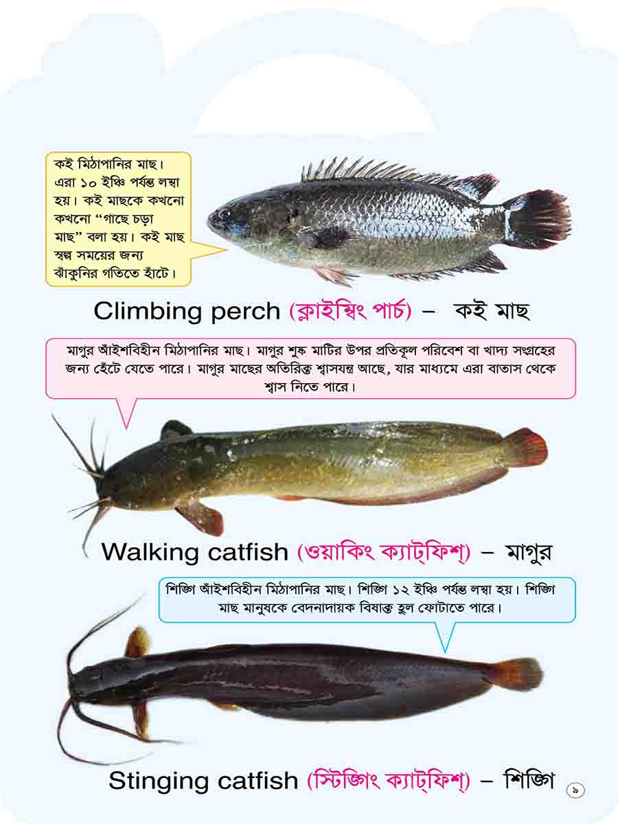 Picture Word Book Series preview