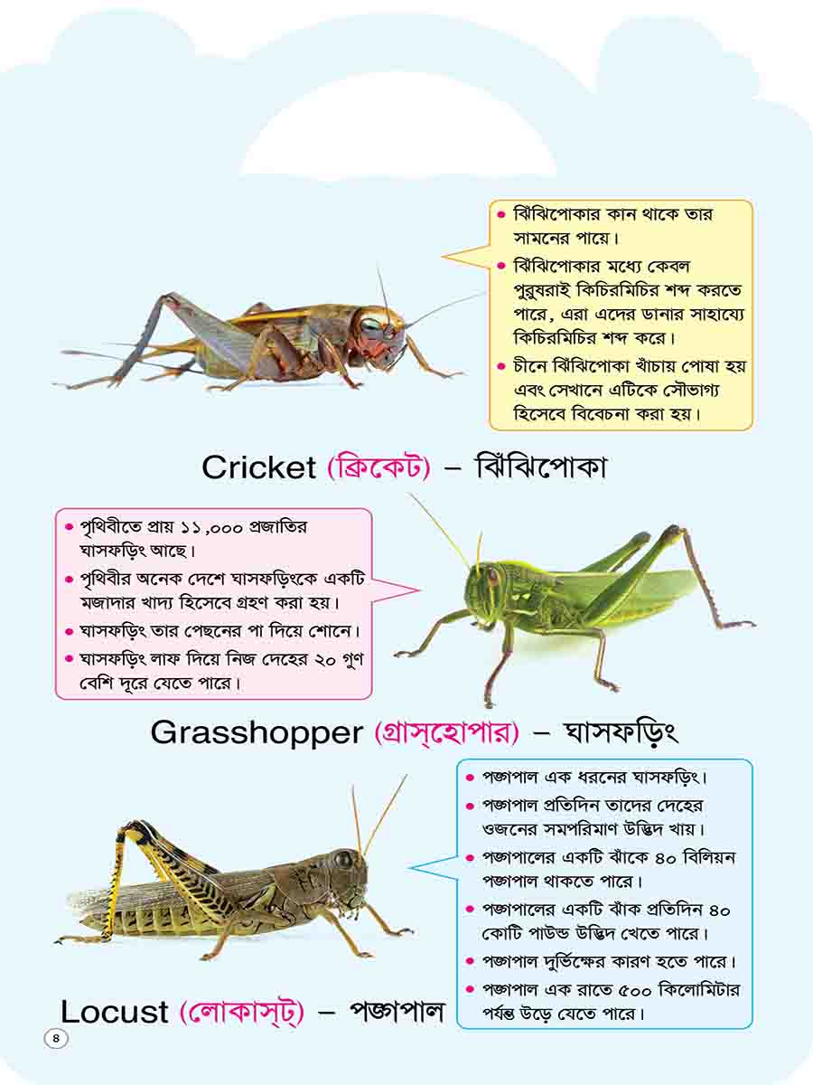 Picture Word Book Series preview